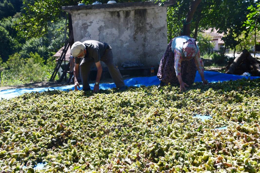 Hasat bitti: Arazinin eğimi nedeniyle ürünü kurumaya böyle bıraktılar 1